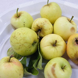 malus domestica petit jaune